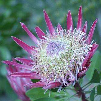 Shrubs Protea cynaroides Winter Flowering King